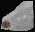 Promicroceras Ammonite - Dorset, England #30720-1